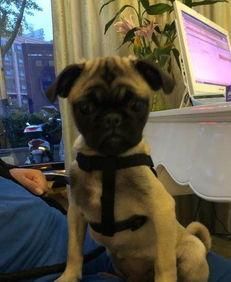 巴哥爆料最新人物图片,神秘面容引网友热议